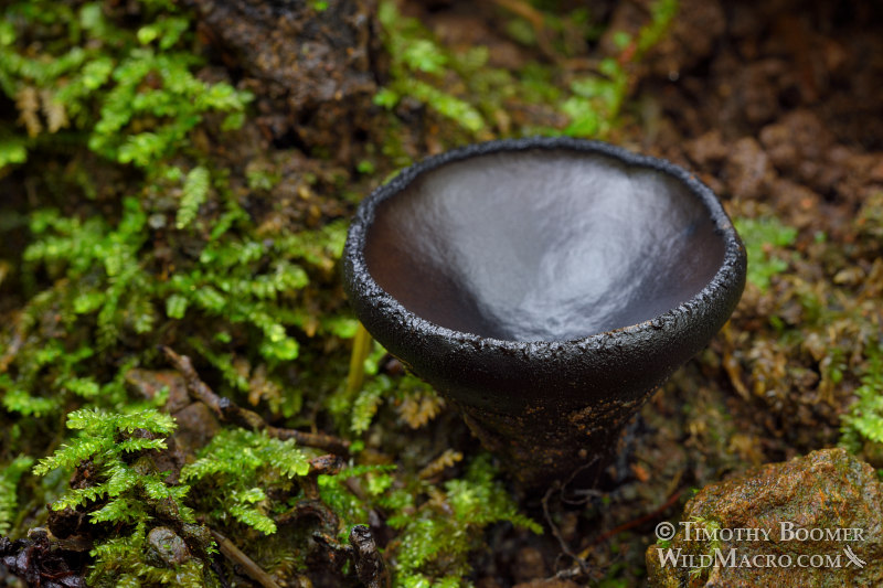 Ebony cup (Pseudoplectania nigrella).  Samuel P. Taylor State Park, Marin County, California, USA. Stock Photo ID=FUN0283