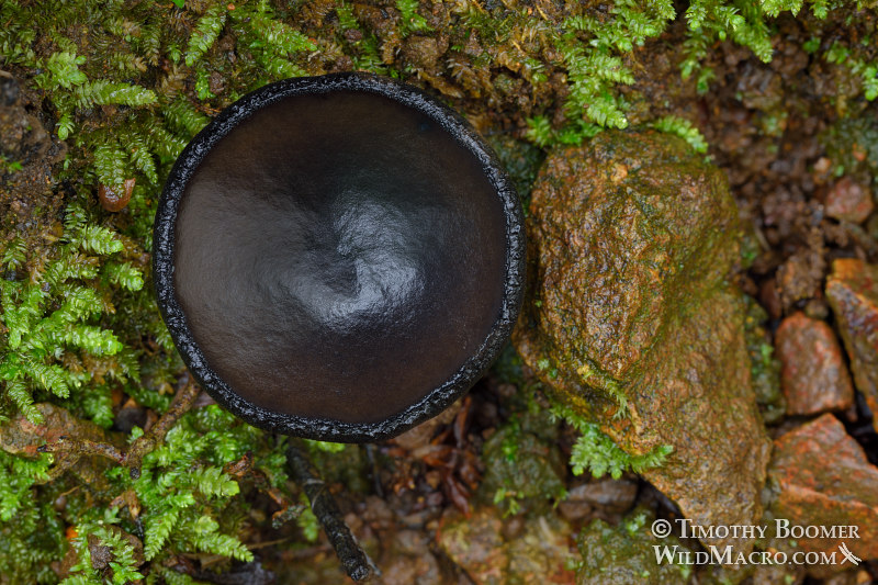 Ebony cup (Pseudoplectania nigrella).  Samuel P. Taylor State Park, Marin County, California, USA. Stock Photo ID=FUN0284