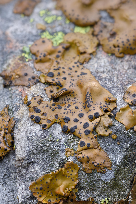 Emery rocktripe lichen (Umbilicaria phaea).  Tahoe National Forest, Placer County, California, USA. Stock Photo ID=FUN0420