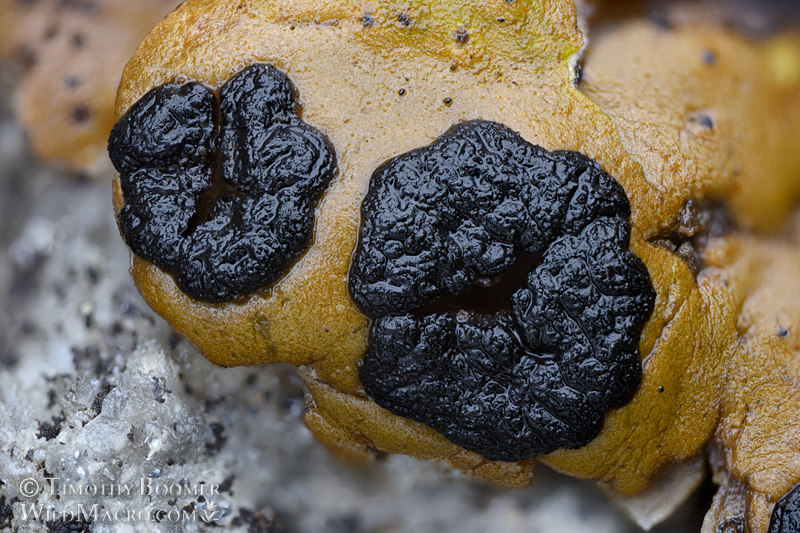 Emery rocktripe lichen (Umbilicaria phaea).  Tahoe National Forest, Placer County, California, USA. Stock Photo ID=FUN0421