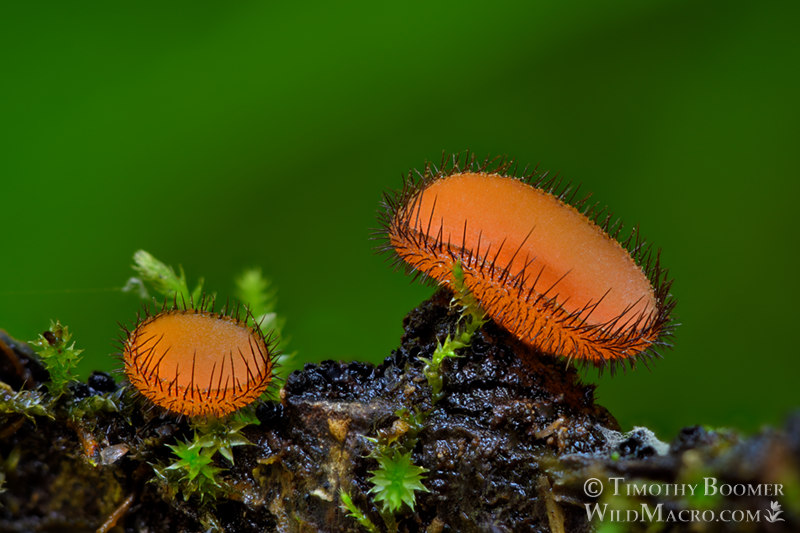 Eyelash cup fungus (Scutellinia scutellata group).  Point Reyes National Seashore, Marin County, California, USA. Stock Photo ID=FUN0289