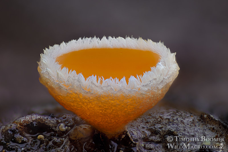 Fairy cup fungus (Lachnellula calyciformis). Eldorado National Forest, Sierra Nevada, Amador County, California, USA.  Stock Photo ID=FUN0377