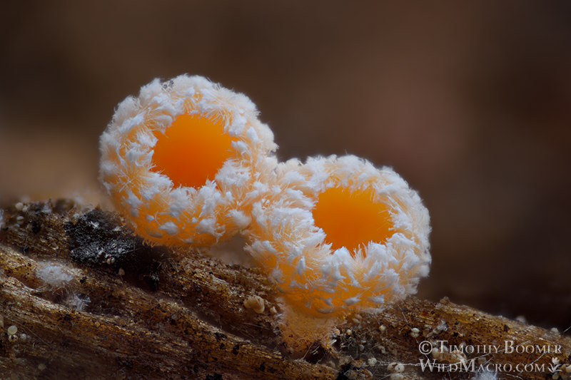 Fairy cup fungus (Lachnellula calyciformis). Eldorado National Forest, Sierra Nevada, Amador County, California, USA.  Stock Photo ID=FUN0378