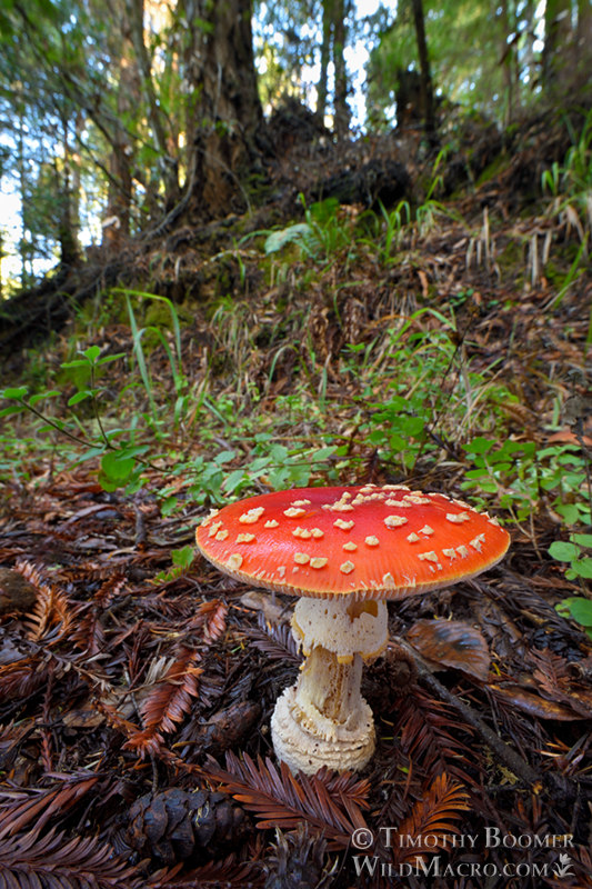 Fly agaric (Amanita muscaria var. flavivolvata), wide-angle perspective showing the mushroom in relation to its environment.  Stillwater Cove Regional Park, Sonoma County, California, USA.  Stock Photo ID=FUN0349
