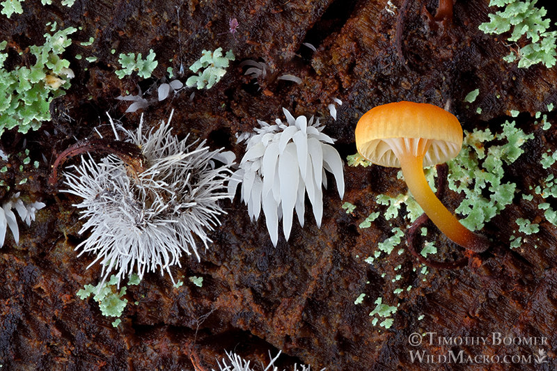 Fuzzy foot (Xeromphalina campanella) [right], clustered icicle fungus (Mucronella calva) [middle], and the parasitic fungus Tilachlidium brachiatum [left]. Portola Redwoods State Park, San Mateo County, California, USA.  Stock Photo ID=FUN0369