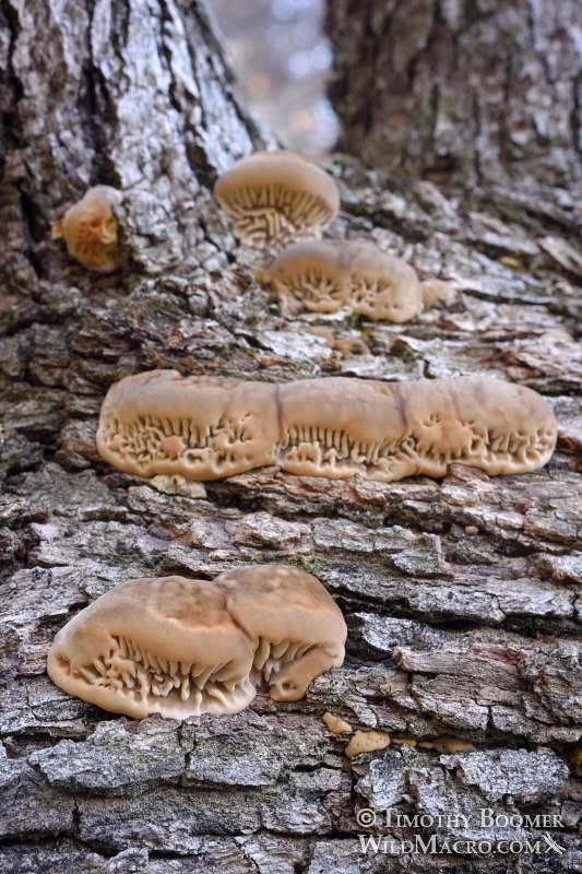 Gilled polypore (Trametes betulina), young specimens emerging from a fallen oak tree.  Black Diamond Mines Regional Preserve, Antioch, Contra Costa County, California, USA. Stock Photo ID=FUN0234