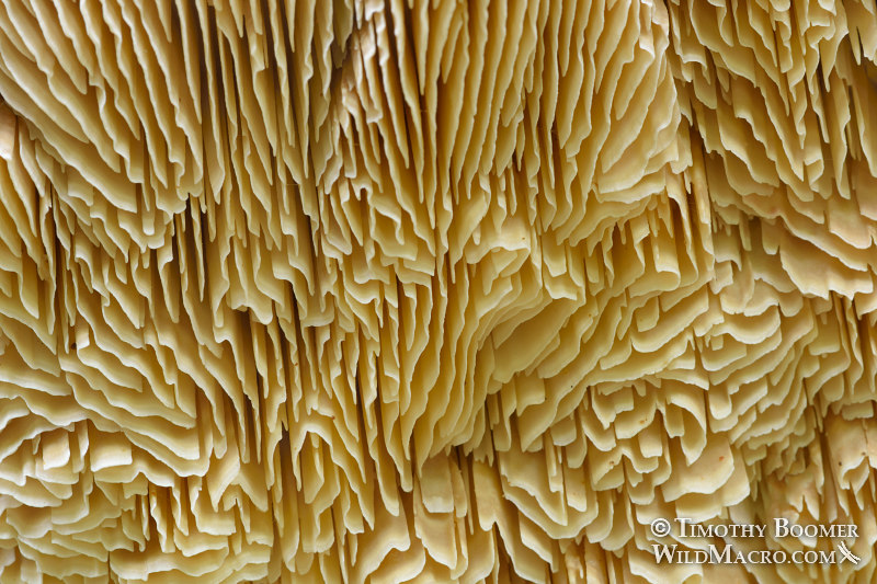 Gilled polypore (Trametes betulina).  Mount Tamalpais State Park, Marin County, California, USA. Stock Photo ID=FUN0254