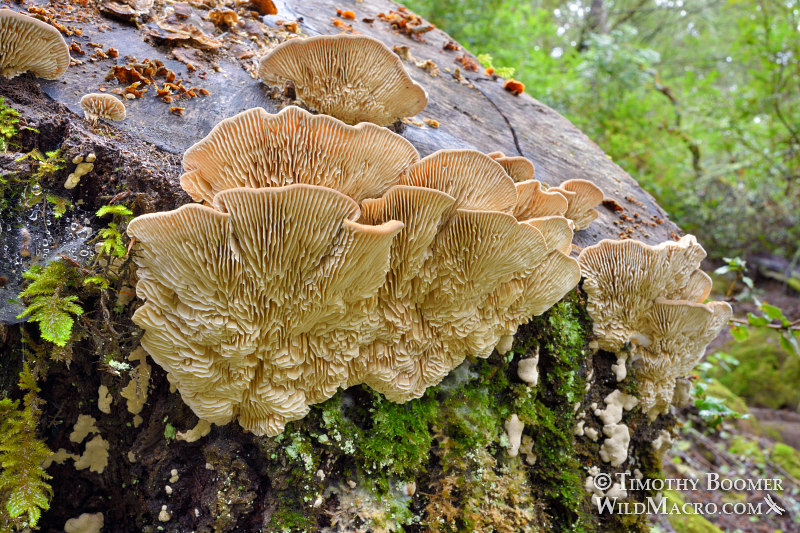 Gilled polypore (Trametes betulina).  Mount Tamalpais State Park, Marin County, California, USA. Stock Photo ID=FUN0255