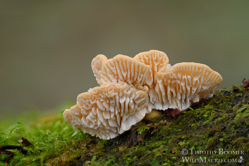 Gilled polypore (Trametes betulina).  Mount Tamalpais State Park, Marin County, California, USA. Stock Photo ID=FUN0346