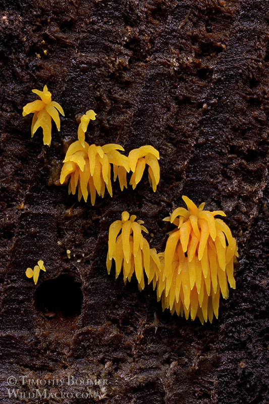 Golden icicle fungus (Mucronella flava).  Portola Redwoods State Park, San Mateo County, California, USA.  Stock Photo ID=FUN00341