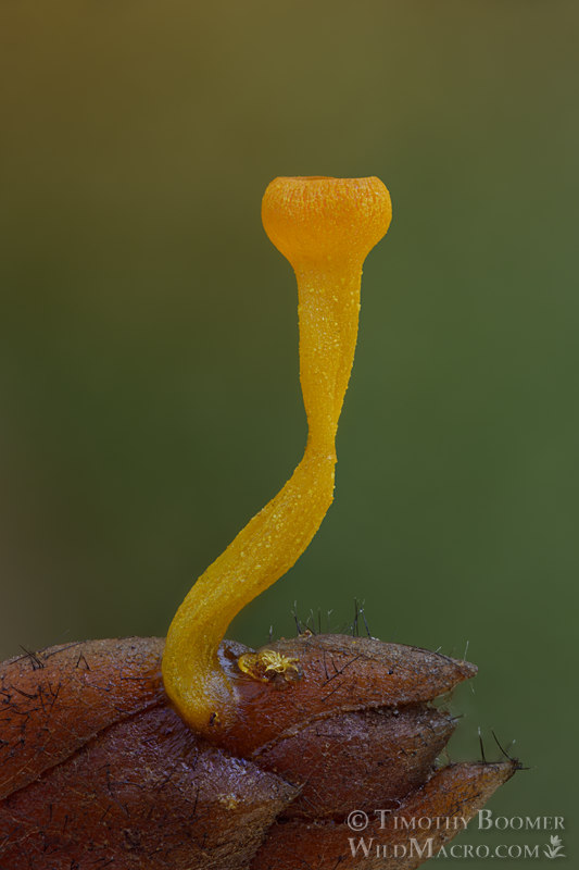 Incense-cedar cup fungus (Chloroscypha alutipes).  Chaw'se Indian Grinding Rock SHP, Amador County, California, USA.  Stock Photo ID=FUN0414