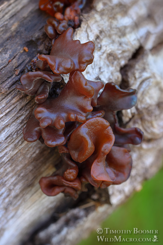 Leafy brain (Tremella foliacea).  Lake Berryessa, Napa County, California, USA. Stock Photo ID=FUN0308