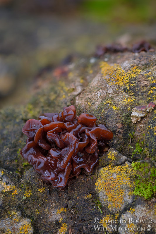 Leafy brain (Tremella foliacea).  Lake Berryessa, Napa County, California, USA. Stock Photo ID=FUN0411