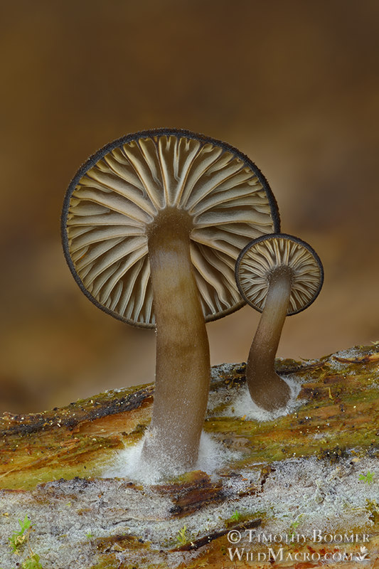 Arrhenia epichysium, an omphalinoid mushroom.  Eldorado National Forest, Amador County, California, USA.  Stock Photo ID=FUN0301