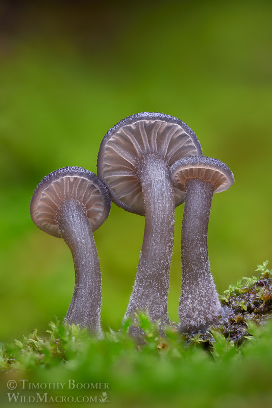 Arrhenia epichysium, an omphalinoid mushroom.  Eldorado National Forest, Amador County, California, USA.  Stock Photo ID=FUN0419