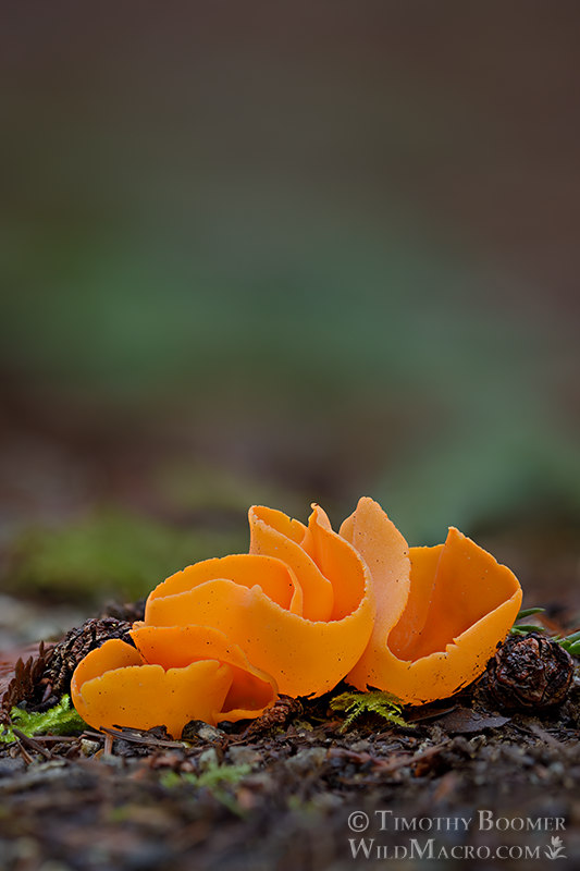 Orange peel fungus (Aleuria aurantia).  Portola Redwoods State Park, San Mateo County, California, USA. Stock Photo ID=FUN0383