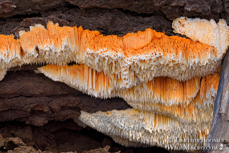 Orange sponge polypore (Pycnoporellus alboluteus). Eldorado National Forest, Sierra Nevada, Amador County, California, USA.  Stock Photo ID=FUN0305