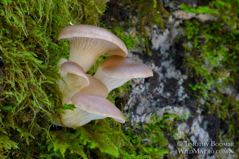 Oyster mushroom (Pleurotus ostreatus group, likely Pleurotus pulmonarius).  Mount Tamalpais State Park, Marin County, California, USA.  Stock Photo ID=FUN0251