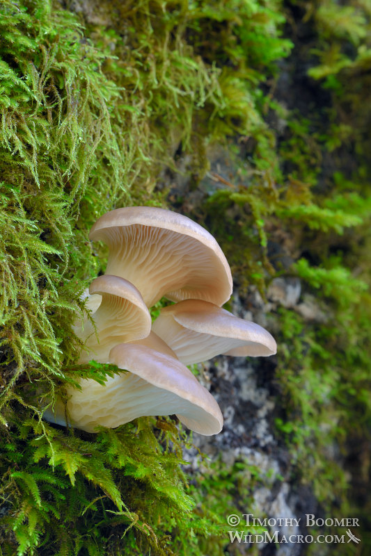 Oyster mushroom (Pleurotus ostreatus group, likely Pleurotus pulmonarius).  Mount Tamalpais State Park, Marin County, California, USA.  Stock Photo ID=FUN0252