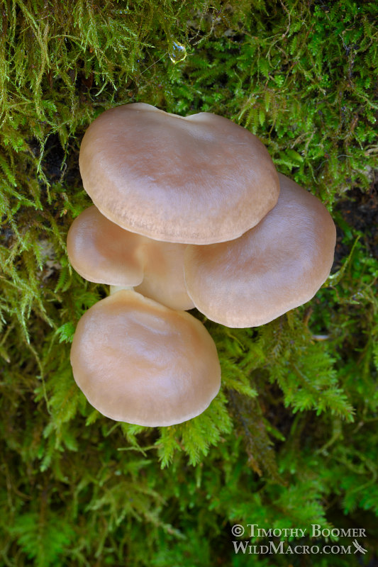 Oyster mushroom (Pleurotus ostreatus group, likely Pleurotus pulmonarius).  Mount Tamalpais State Park, Marin County, California, USA.  Stock Photo ID=FUN0253