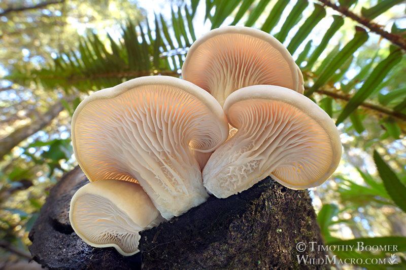 Oyster mushroom (Pleurotus ostreatus group, likely Pleurotus pulmonarius).  Kruse Rhododendron State Natural Reserve, Sonoma County, California, USA.  Stock Photo ID=FUN0307