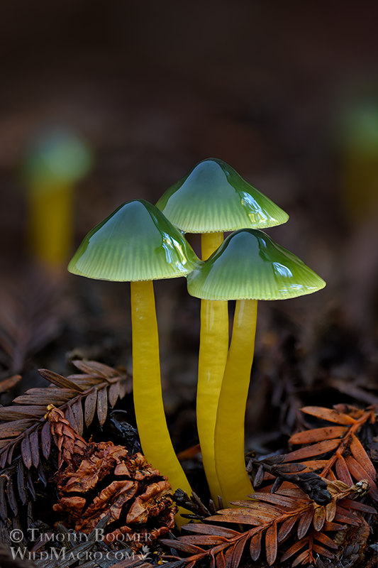 Parrot mushroom (Gliophorus psittacinus), beautiful cluster emerging from the forest floor. Focus-stacked composite of 21 three-second exposures under diffused natural light. Portola Redwoods State Park, San Mateo County, California, USA. Stock Photo ID=FUN0328