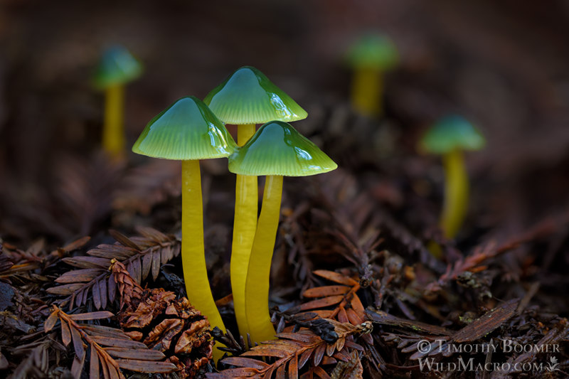 Parrot mushroom (Gliophorus psittacinus). Portola Redwoods State Park, San Mateo County, California, USA.  Stock Photo ID=FUN0329