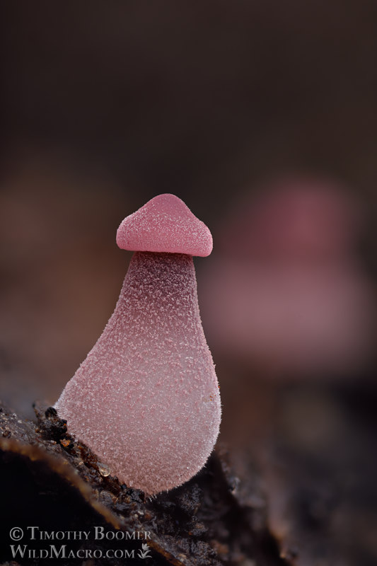 Purple-edge bonnet (Mycena purpureofusca).  Cultivated in a moist chamber on a Doug-fir cone collected from Sonoma County, California, USA.  Stock Photo ID=FUN0380