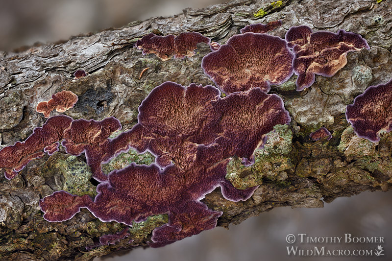Purple toothed polypore (Trichaptum abietinum).  Mount Diablo State Park, Contra Costa County, California, USA. Stock Photo ID=FUN0354