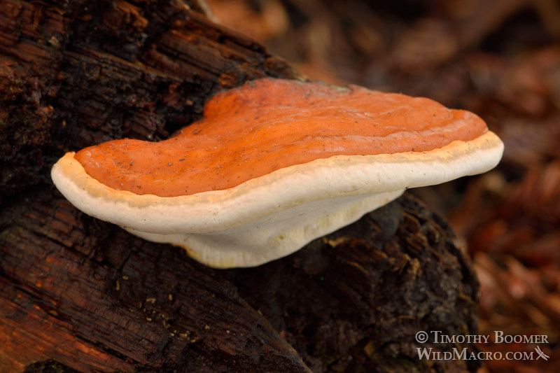 Red-banded polypore (Fomitopsis pinicola), young specimen. Kruse Rhododendron State Natural Reserve, Sonoma County, California, USA.  Stock Photo ID=FUN0243