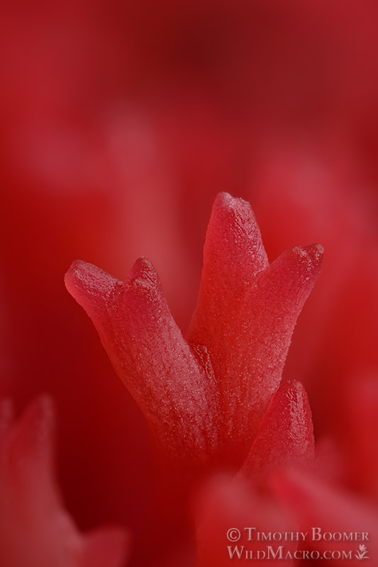 Red coral fungus (Ramaria araiospora).  Stillwater Cove Regional Park, Sonoma County, California, USA.  Stock Photo ID=FUN0384