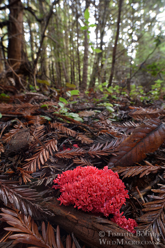 Red coral fungus (Ramaria araiospora).  Stillwater Cove Regional Park, Sonoma County, California, USA.  Stock Photo ID=FUN0385