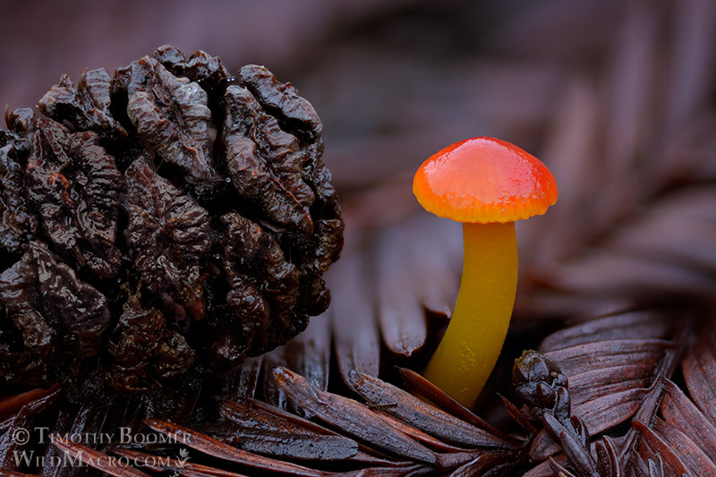 Red waxcap (Hygrocybe sp.)  Stillwater Cove Regional Park, Sonoma County, California, USA.  Stock Photo ID=FUN0360