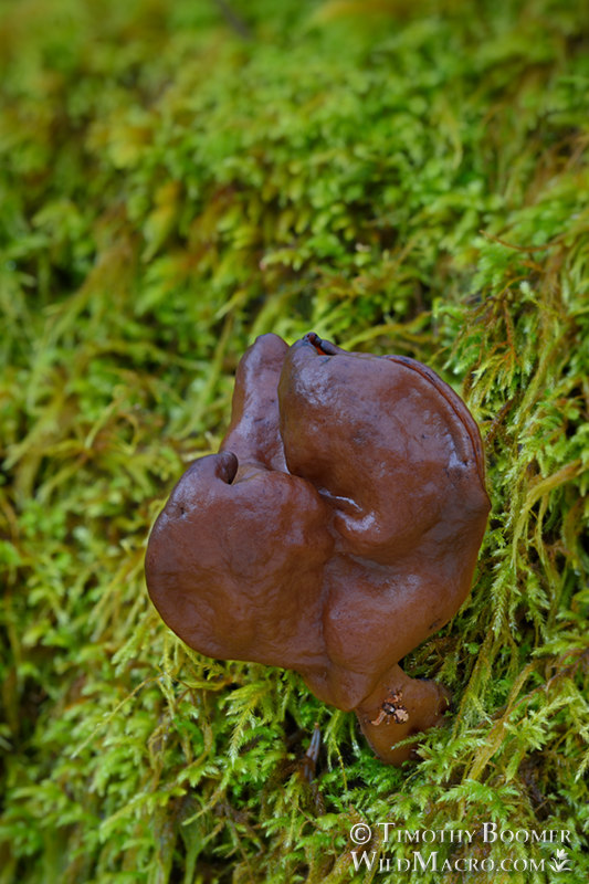 Saddle-shaped false morel (Gyromitra infula).  Mount Tamalpais State Park, Marin County, California, USA. Stock Photo ID=FUN0285