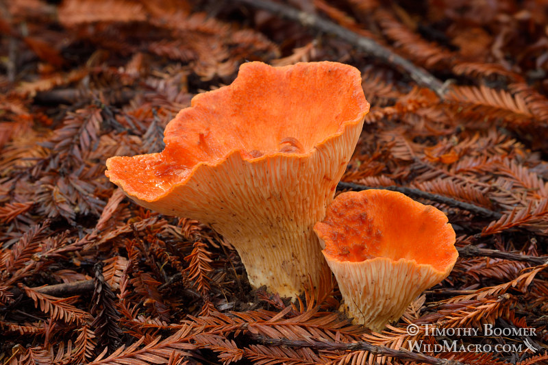Scaly chanterelle (Turbinellus floccosus).  Stillwater Cove Regional Park, Sonoma County, California, USA. Stock Photo ID=FUN0229