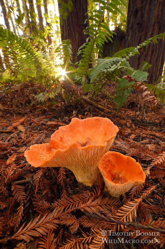 Scaly chanterelle (Turbinellus floccosus).  Stillwater Cove Regional Park, Sonoma County, California, USA. Stock Photo ID=FUN0230