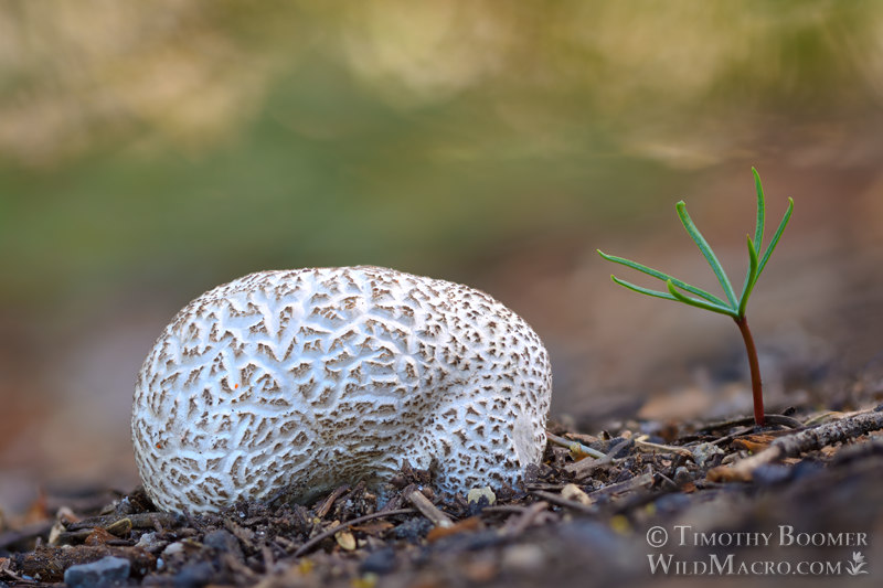 Small-warted mountain puffball (Lycoperdon subcretaceum).  Sierra Nevada, Amador County, California, USA. Stock Photo ID=FUN0304