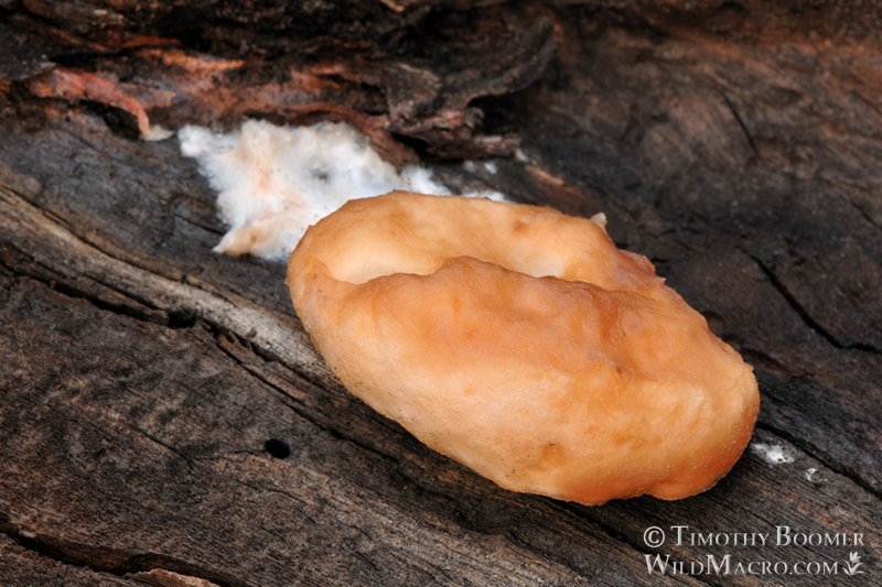 Alpine Biscuit (Spongiporus leucospongia). Eldorado National Forest, Sierra Nevada, El Dorado County, California, USA. Stock Photo ID=FUN0134