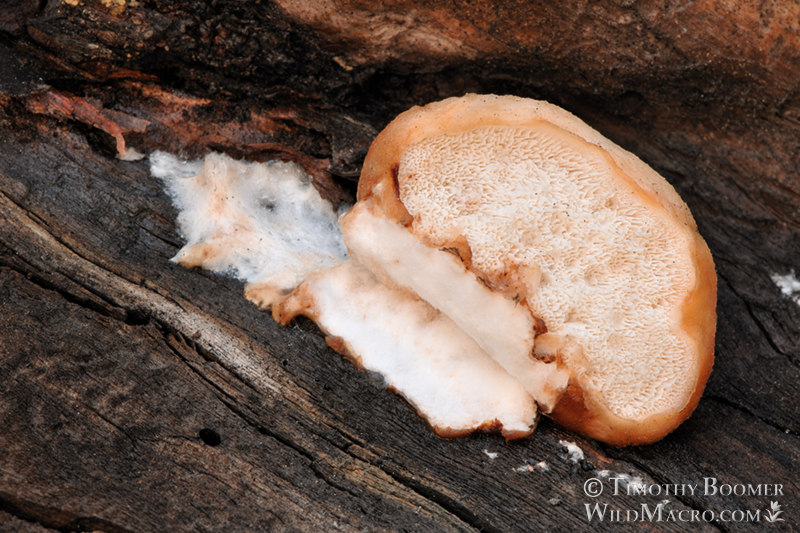 Alpine Biscuit (Spongiporus leucospongia). Eldorado National Forest, Sierra Nevada, El Dorado County, California, USA. Stock Photo ID=FUN0135