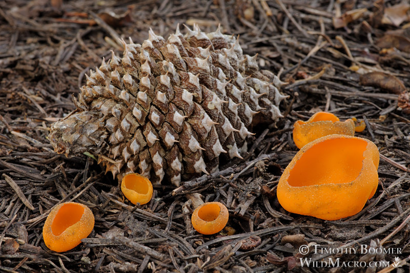 Spring orange peel fungus (Caloscypha fulgens).  Eldorado National Forest, Sierra Nevada, Amador County, California, USA.  Stock Photo ID=FUN0138