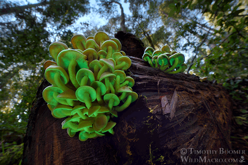 Sulphur tuft (Hypholoma fasciculare).  Kruse Rhododendron SNR, Sonoma County, California, USA. Stock Photo ID=FUN0406