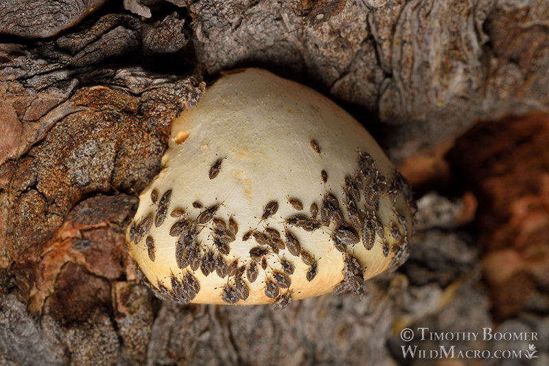 Veiled polypore (Cryptoporus volvatus).  Eldorado National Forest, Amador County, California, USA. Stock Photo ID=FUN0290
