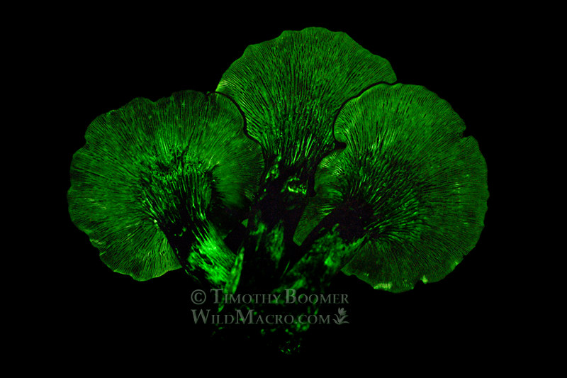 Western jack-o'-lantern (Omphalotus olivascens) - one of California's few species of bioluminescent fungi. Group of three mushrooms glowing in the dark. Focus-stacked composite of four 30-minute exposures taken in a dark room. Collected near Lake Berryessa, Napa County, California, USA. Stock Photo ID=FUN0322