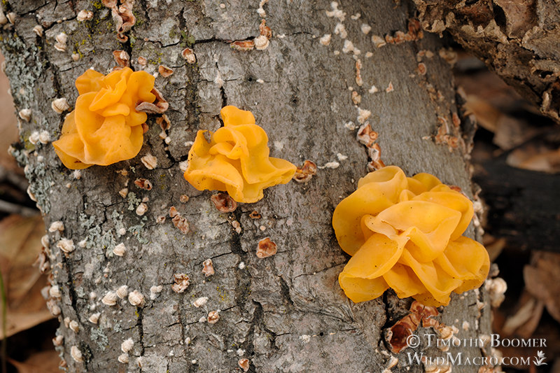 Witch's butter (Naematelia aurantia).  Stebbins Cold Canyon Reserve, Solano County, California, USA. Stock Photo ID=FUN0112