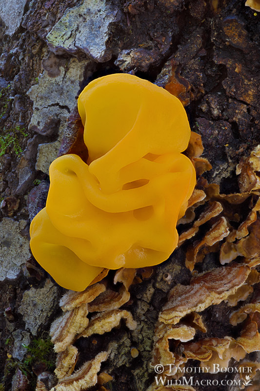 Witch's butter (Naematelia aurantia) and false turkey tail (Stereum hirsutum).  Mount Tamalpais State Park, Marin County, California, USA. Stock Photo ID=FUN0340