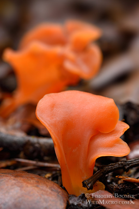 Apricot jelly fungus (Guepinia helvelloides). Indian Grinding Rock State Historic Park, Pine Grove, Amador County, California, USA.  Stock Photo ID=FUN0220