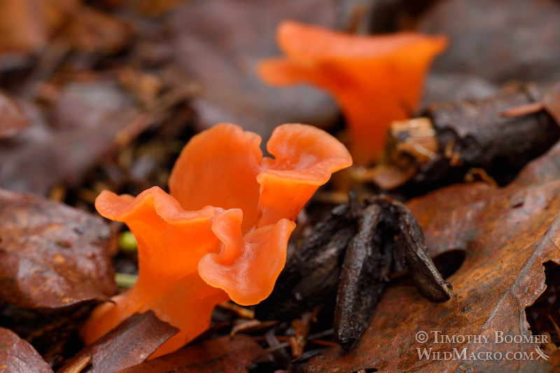 Apricot jelly fungus (Guepinia helvelloides). Indian Grinding Rock State Historic Park, Pine Grove, Amador County, California, USA.  Stock Photo ID=FUN0221