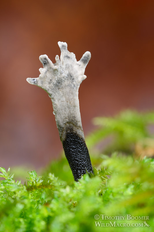 Carbon antlers (Xylaria hypoxylon). Indian Grinding Rock State Historic Park, Pine Grove, Amador County, California, USA.  Stock Photo ID=FUN0215