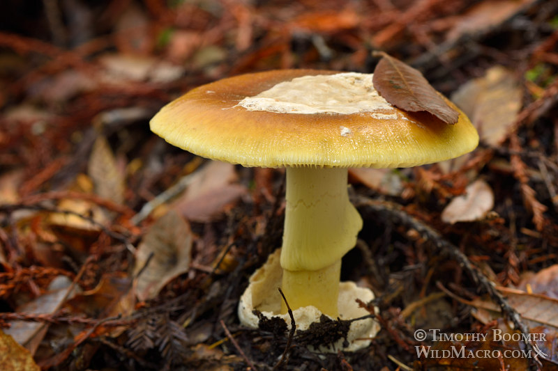 Coccora or coccoli mushroom (Amanita calyptroderma). Big Basin Redwoods State Park, Santa Cruz County, California, USA.  Stock Photo ID=FUN0216