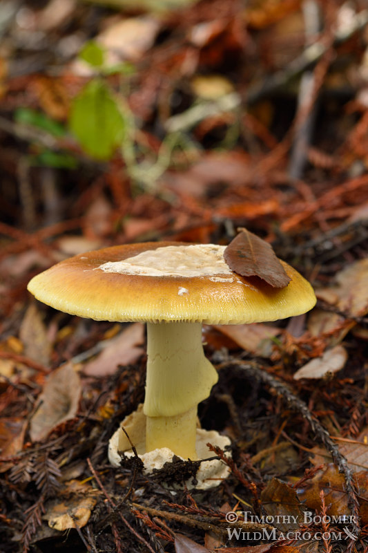 Coccora or coccoli mushroom (Amanita calyptroderma). Big Basin Redwoods State Park, Santa Cruz County, California, USA.  Stock Photo ID=FUN0217